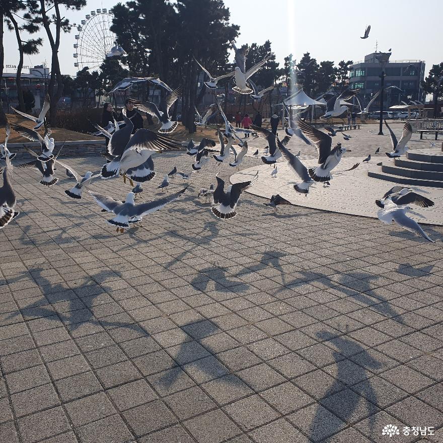 [통통충남]삽교는 지금 봄이다.