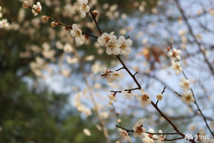 봄꽃향기 가득한 천안시민의 숲 사진