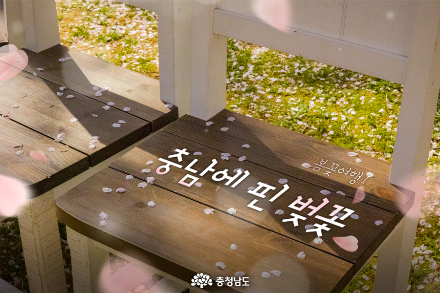  [카드뉴스]충남에 핀 벚꽃