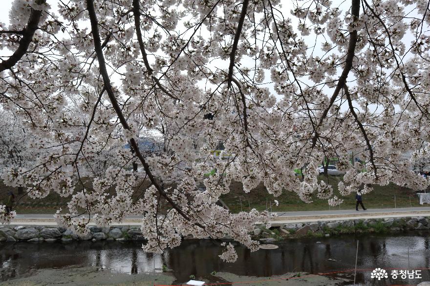 ‘문화가 흐르는 산책로’ 원성천에 벚꽃이 만개했어요