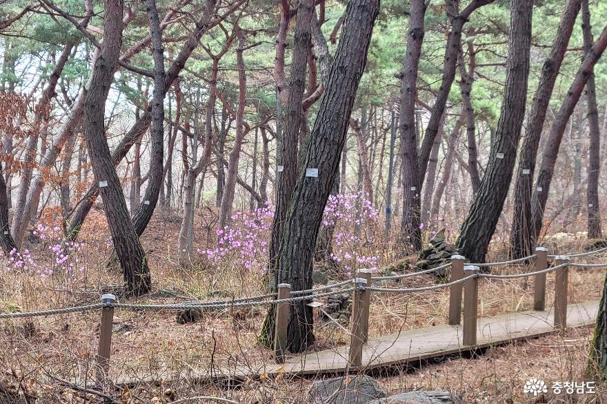 천안 태학산 자연휴양림 소나무 산책코스. 