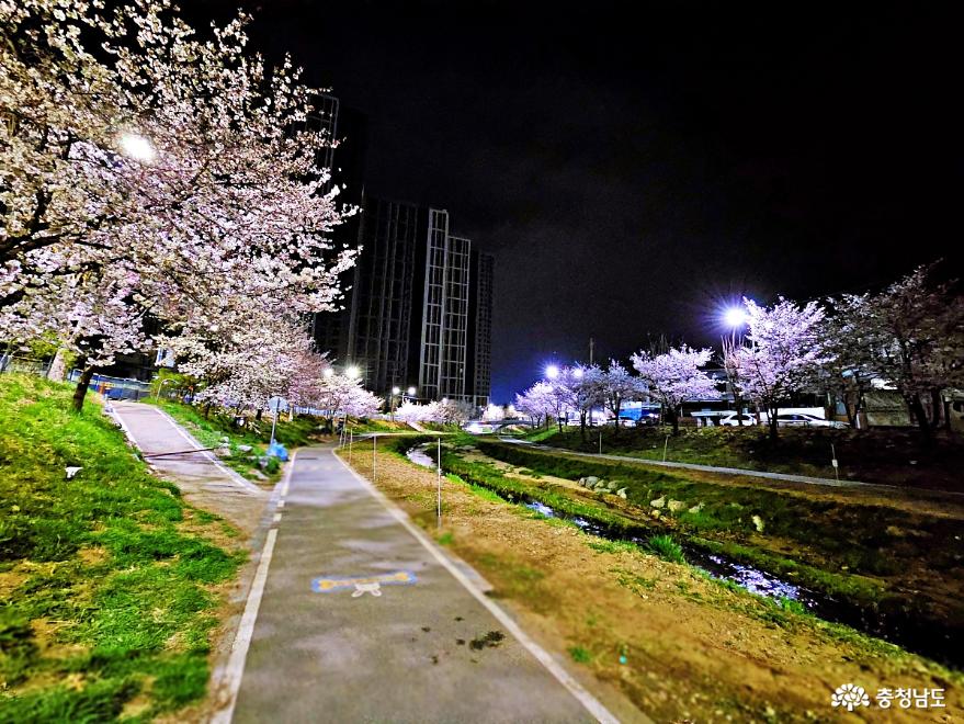 벚꽃 화려한 원성천의 로맨틱한 밤풍경