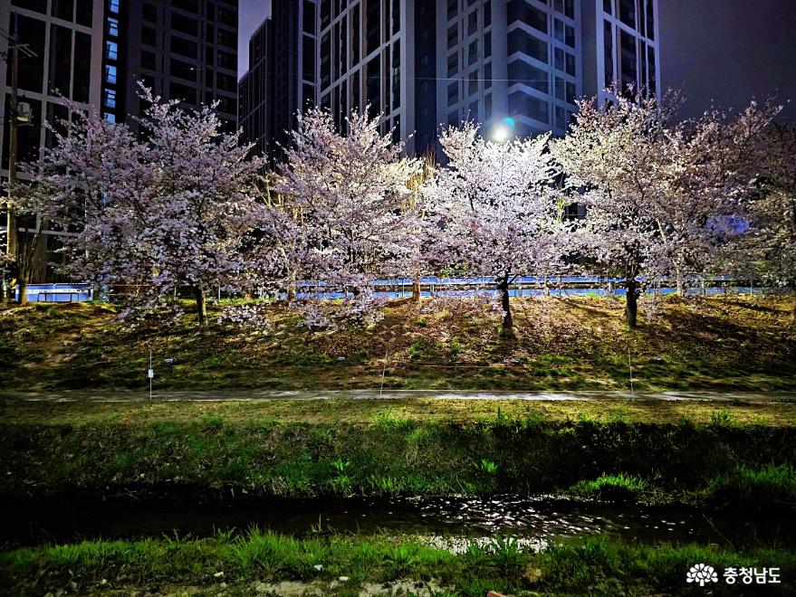 벚꽃화려한원성천의로맨틱한밤풍경 4