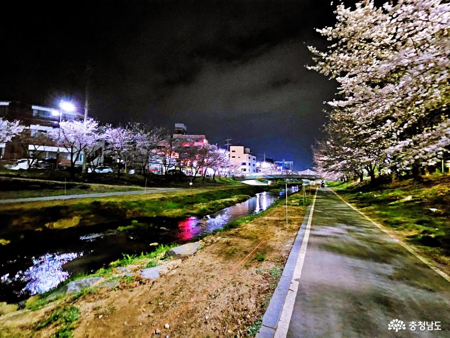 벚꽃화려한원성천의로맨틱한밤풍경 5