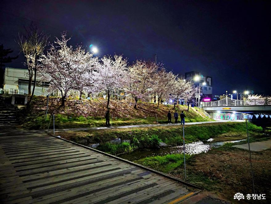벚꽃화려한원성천의로맨틱한밤풍경 9