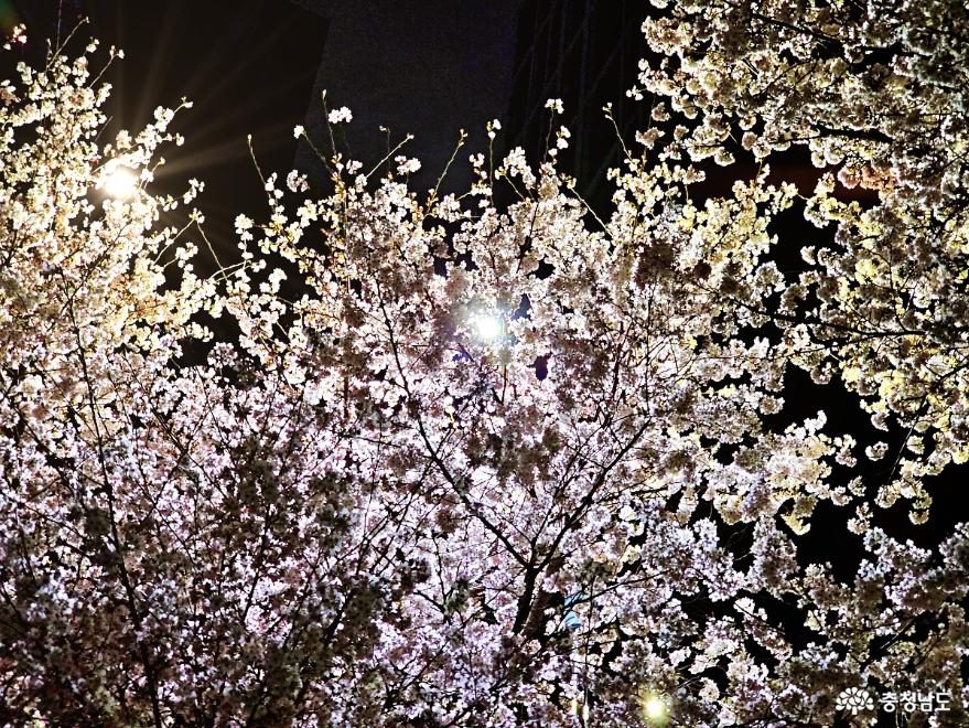 벚꽃화려한원성천의로맨틱한밤풍경 11