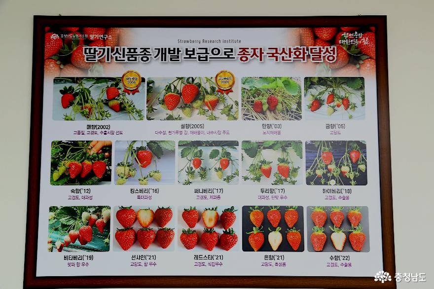 일본딸기를 설향 한국딸기품종으로 변환시킨 충남농업기술원 논산딸기연구소 사진