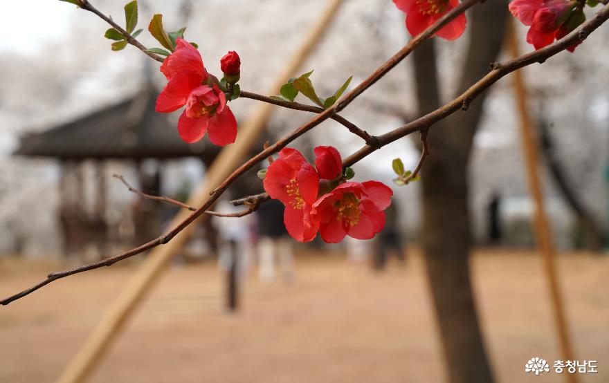 충남역사박물관 휴식동산에 벚꽃을 보러 온 방문객들