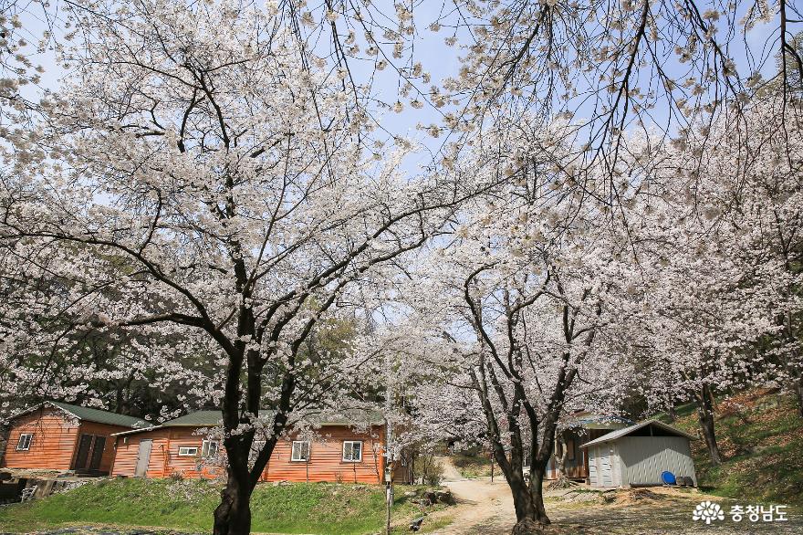 벚꽃과 동백꽃이 절정인 논산 보명사