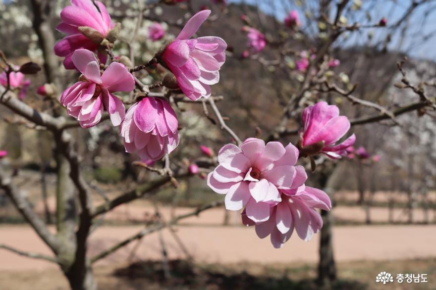 색색 봄꽃향기 가득한 영인산 사진