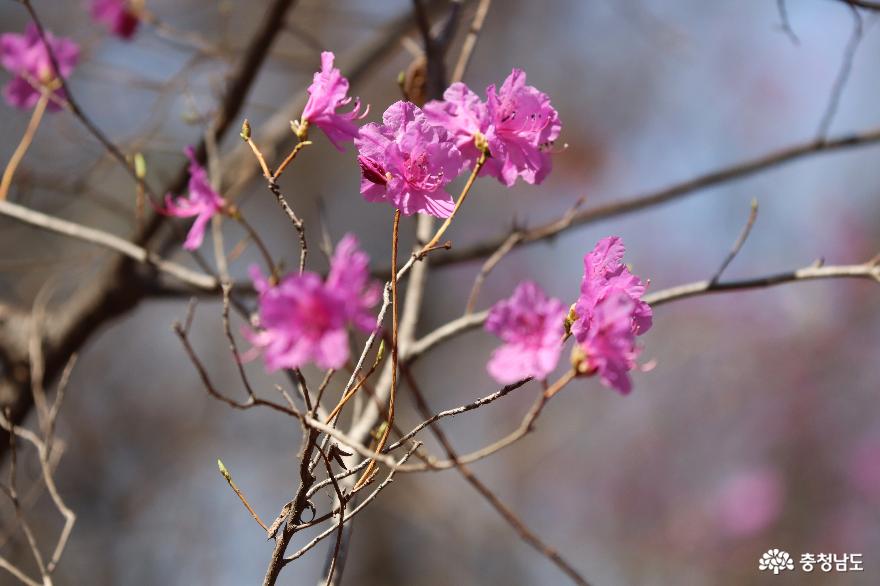 색색 봄꽃향기 가득한 영인산 사진