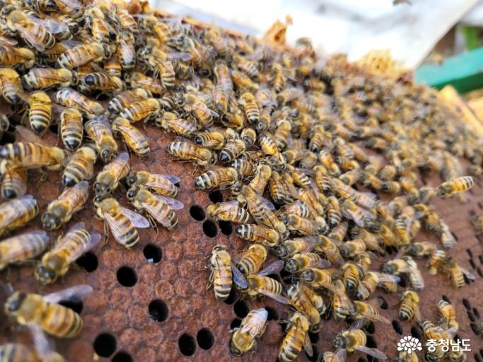 사라지는 꿀벌, 시설농가도 막대한 피해