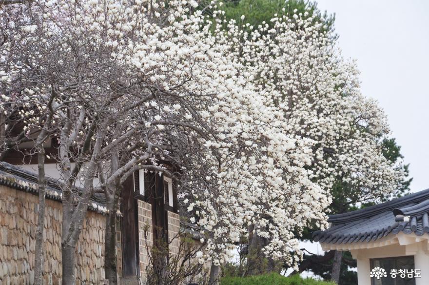 찬란히 피어난 봄꽃이 아름다운 추사고택에서 사진