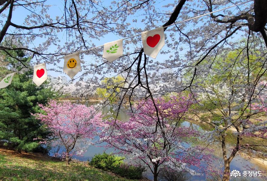 호서대학교 아산캠퍼스 세출소류지 인근의 벚꽃 풍경. 