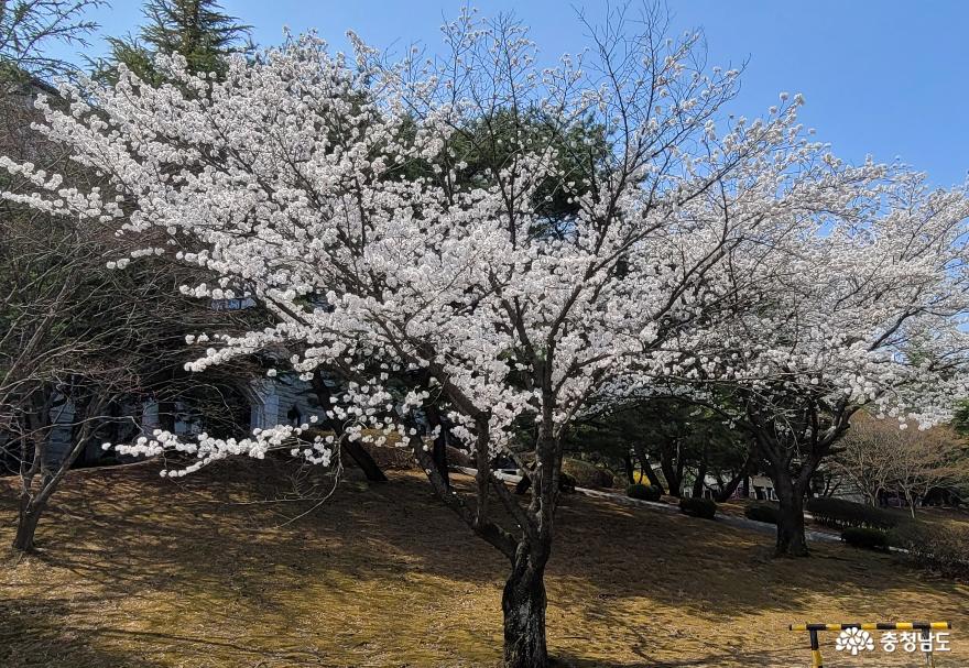 호서대학교 아산캠퍼스 강석규교욱관 주변의 벚꽃 풍경. 