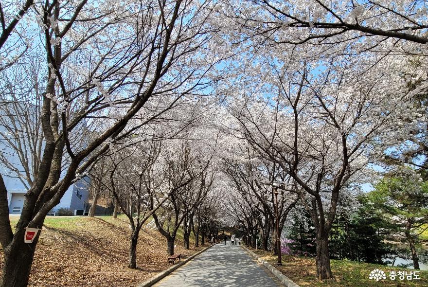 오서대 아산캠퍼스 벤처협력관길의 벚꽃터널.
