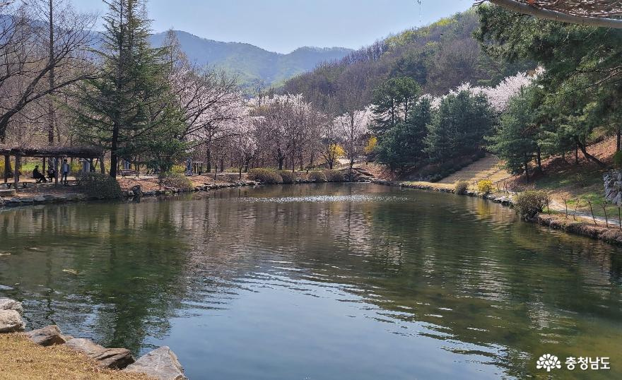 호서대학교 아산캠퍼스 나래호의 봄 풍경. 