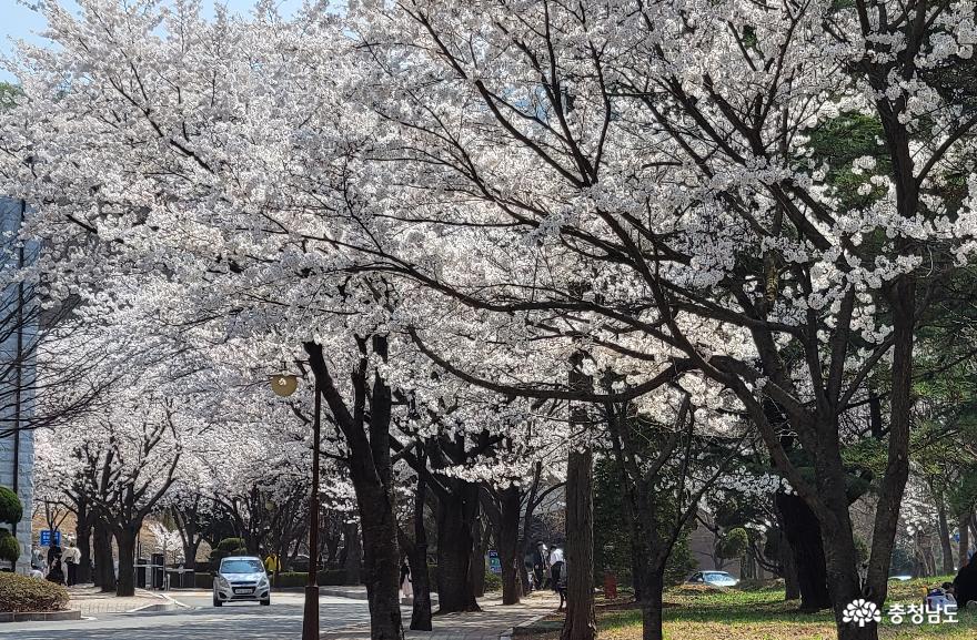 호서대 아산캠퍼스 생활관길의 벚꽃 풍경. 