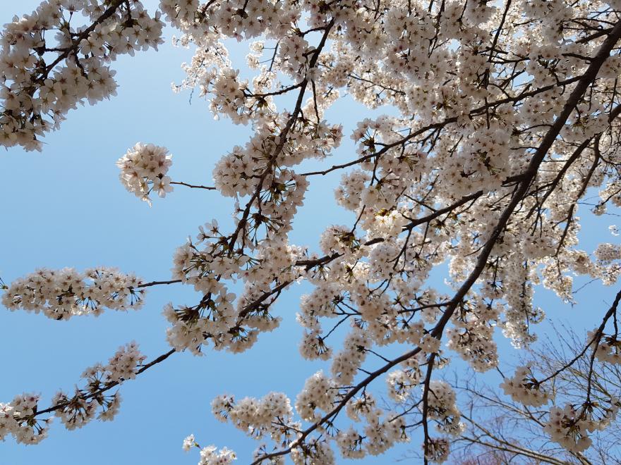 봄꽃축제 올봄엔 충남 보령에서 즐기세요!