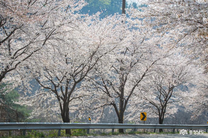 꽃눈이 흩날리는 청양 장곡사 벚꽃길 사진