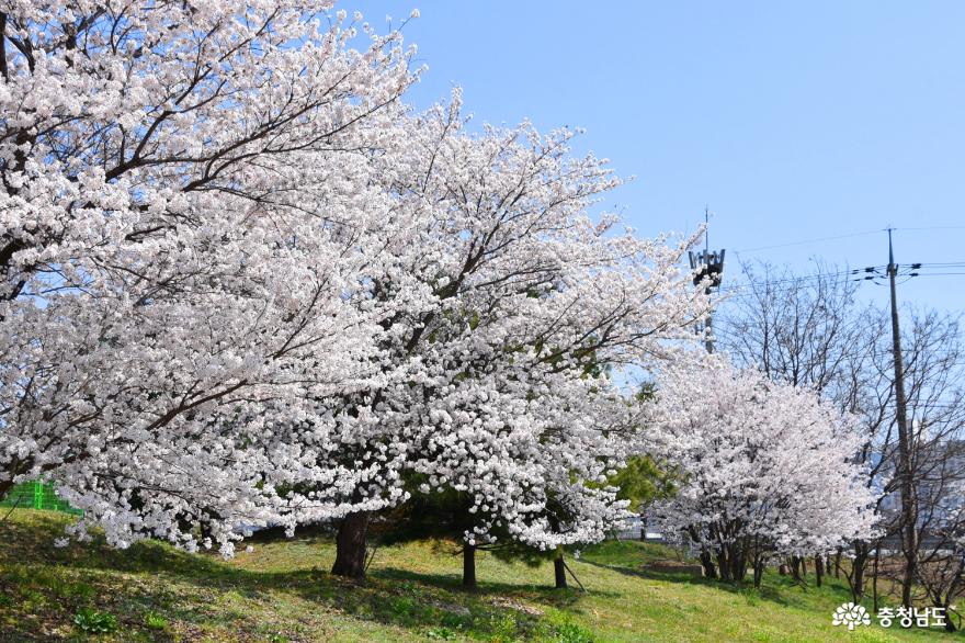 창소유수지공원 벚꽃