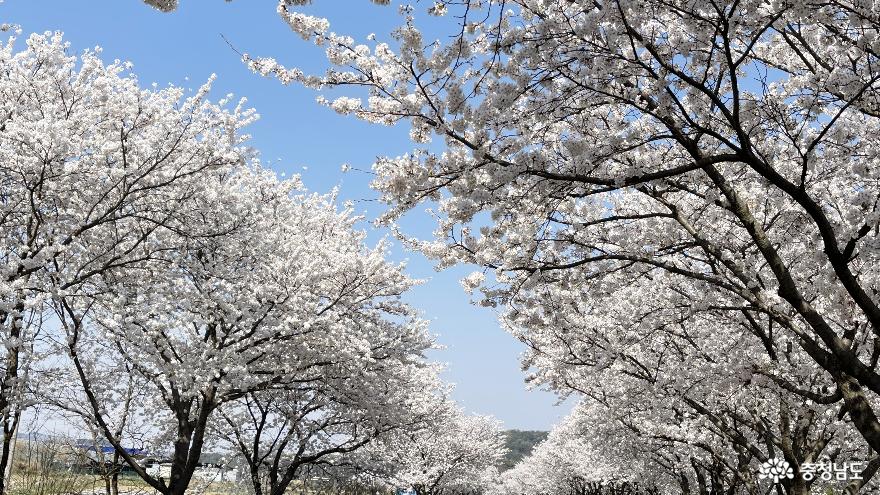 충남 벚꽃명소 광천십리벚꽃길과 우리들의 포레스트 오서산 숲