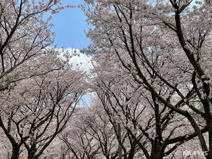 충남벚꽃명소광천십리벚꽃길과우리들의포레스트오서산숲 6
