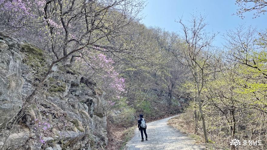 충남벚꽃명소광천십리벚꽃길과우리들의포레스트오서산숲 10