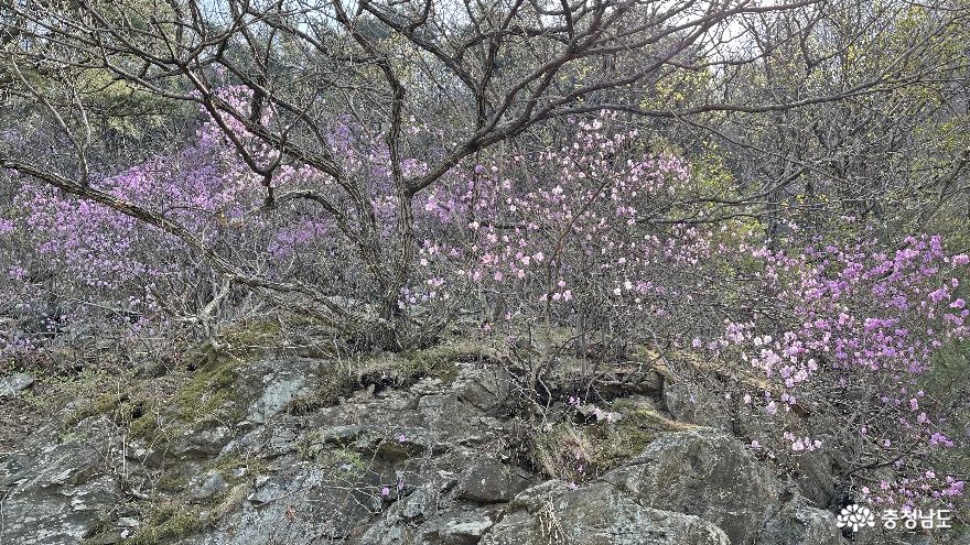 충남벚꽃명소광천십리벚꽃길과우리들의포레스트오서산숲 11