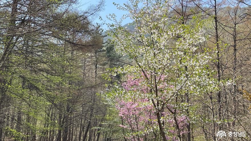 충남벚꽃명소광천십리벚꽃길과우리들의포레스트오서산숲 12