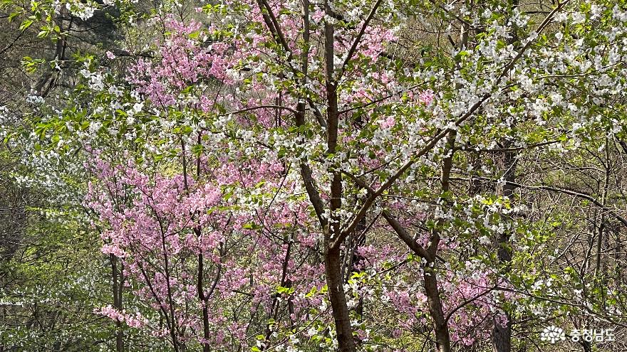 충남벚꽃명소광천십리벚꽃길과우리들의포레스트오서산숲 13