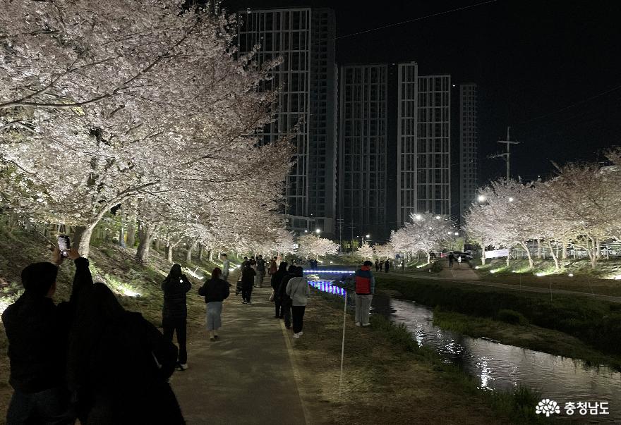천안 원성천(川) 봄날의 ‘밤’ 그리고 ‘낮’