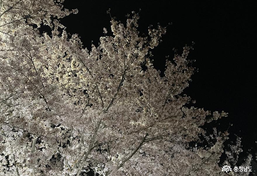 천안시 동남구 원성천변 보름달 아래 벚꽃 풍경 2. 