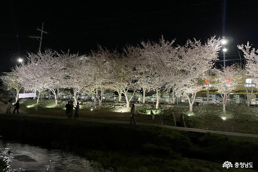 천안시 동남구 원성천변 보름달 아래 벚꽃 풍경 4.