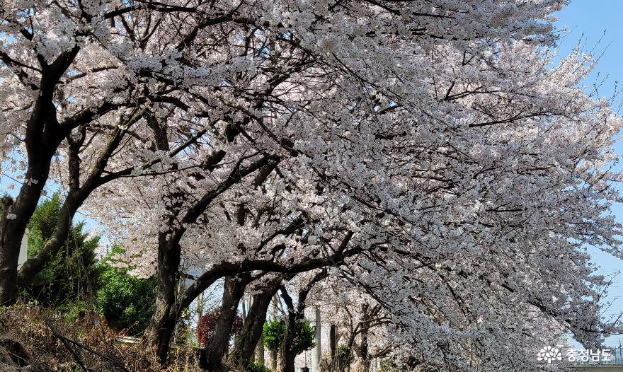 아산시 배방읍 휴대리 하천변의 벚꽃길 1. 