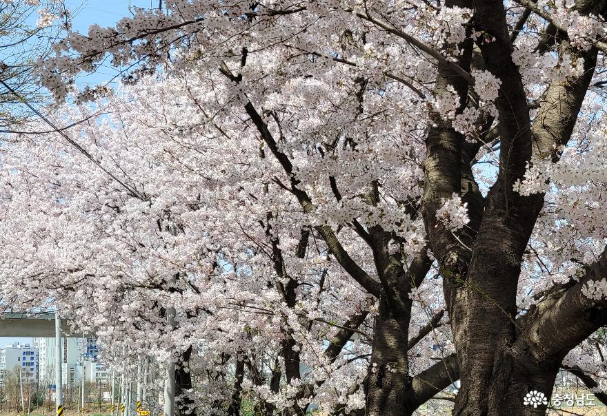 아산시 배방읍 휴대리 하천변의 벚꽃길 3. 
