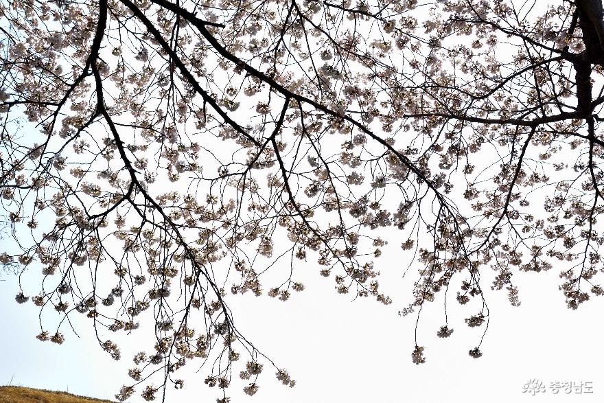 아산 용궁댁 사랑채 앞 벚꽃