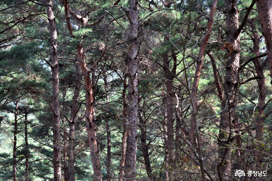 아산 용궁댁 소나무 숲 