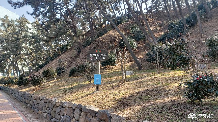 서천의동백꽃여행마량리동백나무숲 5