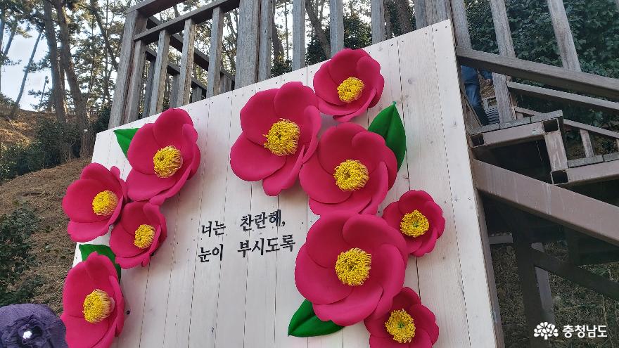 서천의동백꽃여행마량리동백나무숲 14