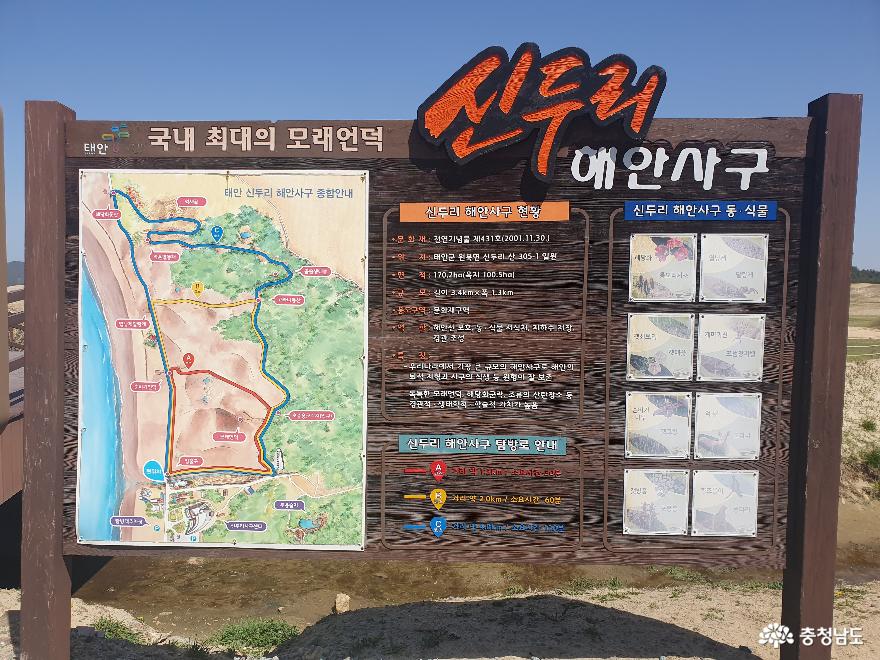한국에서가장큰모래언덕태안신두리해안사구 1