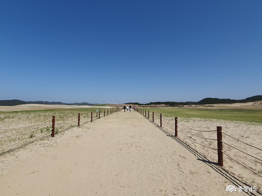 한국에서가장큰모래언덕태안신두리해안사구 3