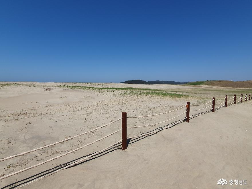 한국에서가장큰모래언덕태안신두리해안사구 5