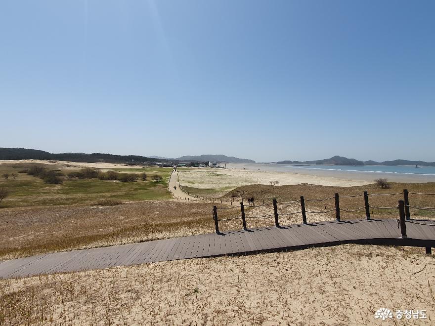한국에서가장큰모래언덕태안신두리해안사구 6