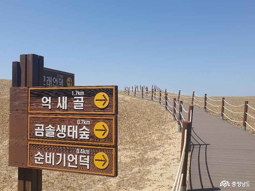 한국에서가장큰모래언덕태안신두리해안사구 13