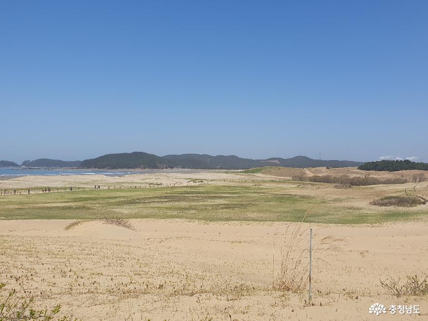 한국에서가장큰모래언덕태안신두리해안사구 18