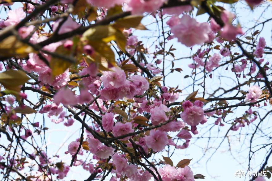 충남역사박물관 벚꽃축제 인문한마당 즐기기 사진