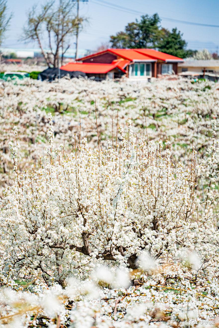 은빛배꽃이장관을이루는천안성환읍왕지봉배밭 3