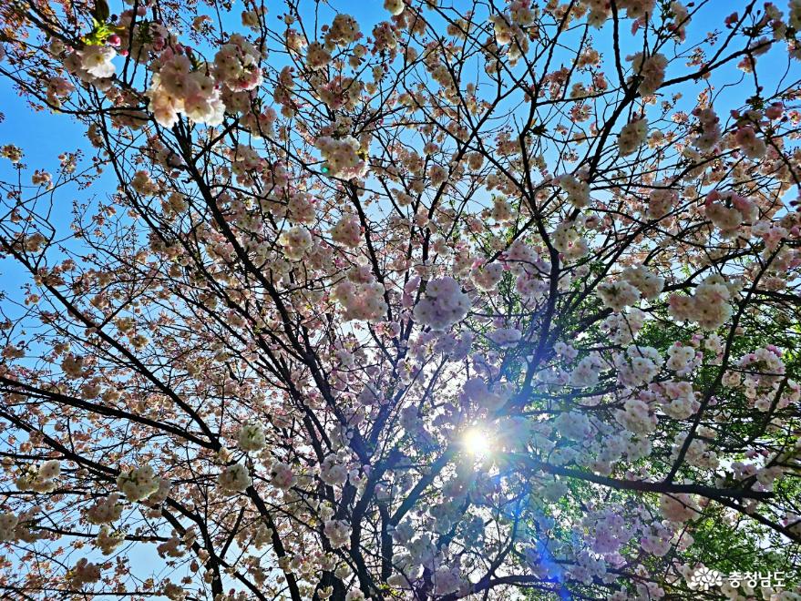 봄의새로운시작겹벚꽃만발한각원사 2
