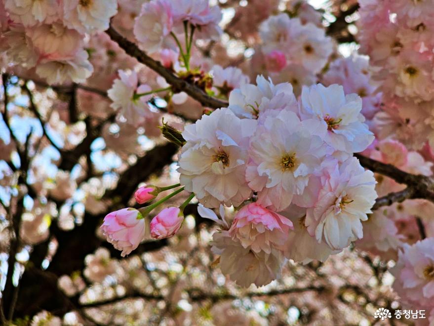 봄의새로운시작겹벚꽃만발한각원사 3